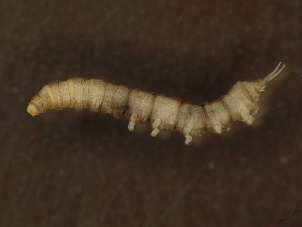 Dicranota sp.
